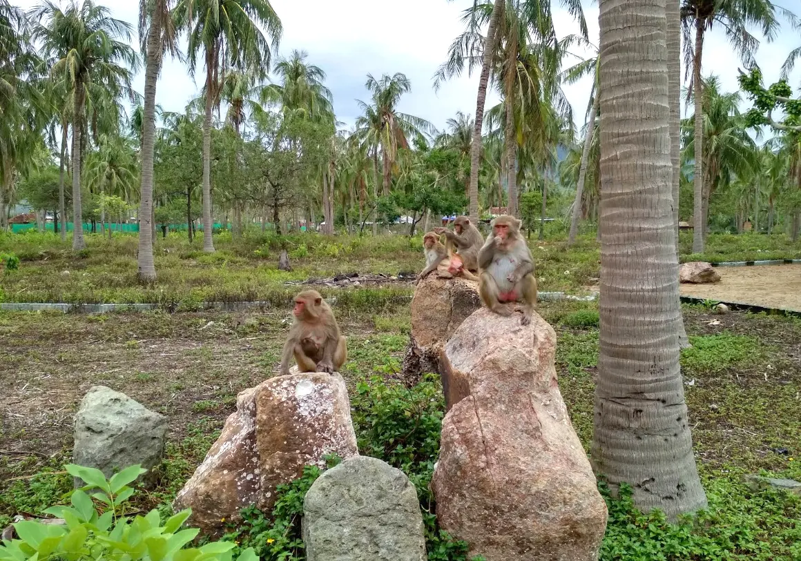 hòn lao nha trang