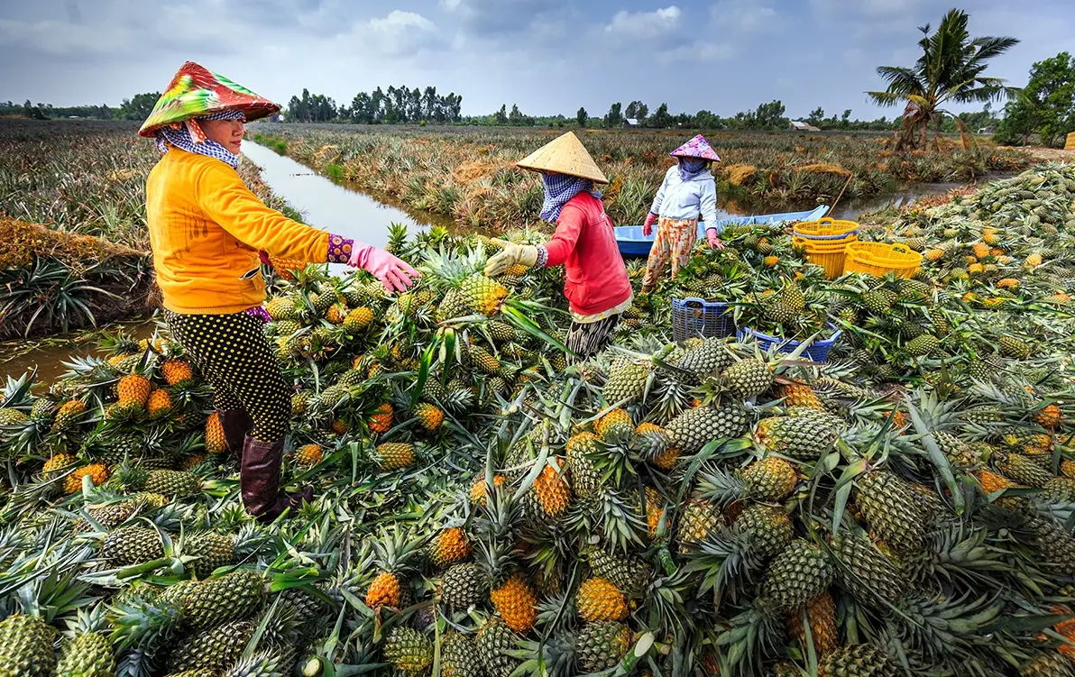 khom cau duc vi thanh