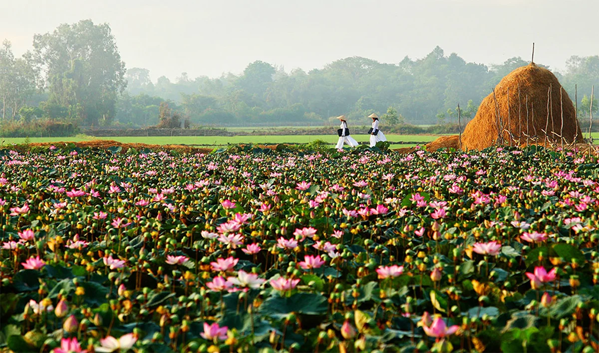 mua sen dong thap