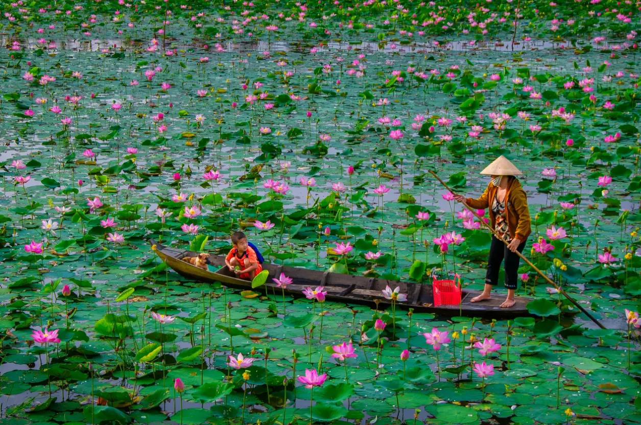 sen hong dong thap muoi