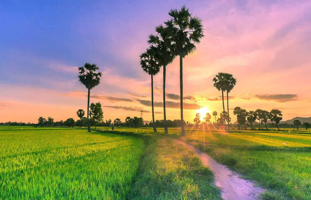 canh dong an giang