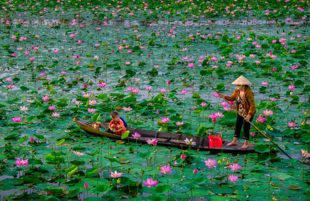 canh dong sen dong thap